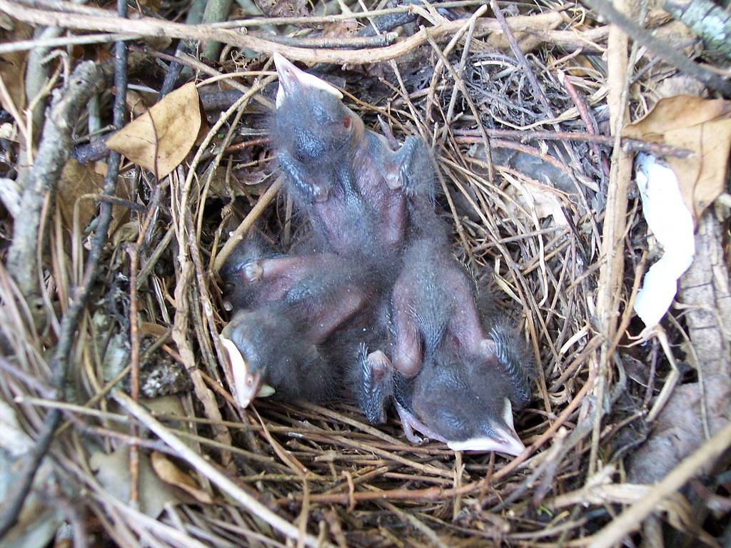 100_2777 by mira d'oubliette is licensed under CC BY-NC-ND 2.0